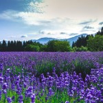 AMEMAN_854da_TP_V1